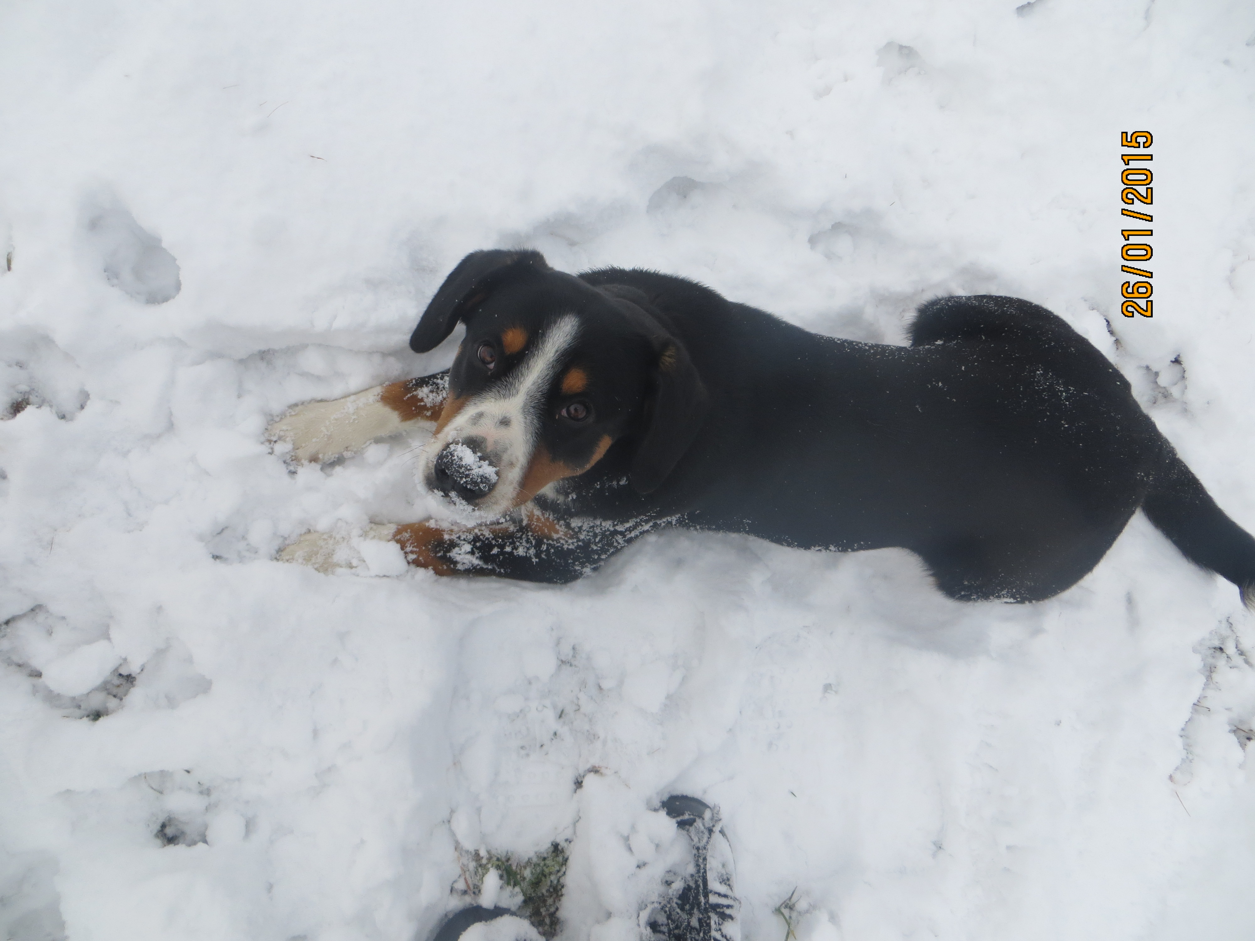 1 26.2.2014 Entlebušský salašnický pes