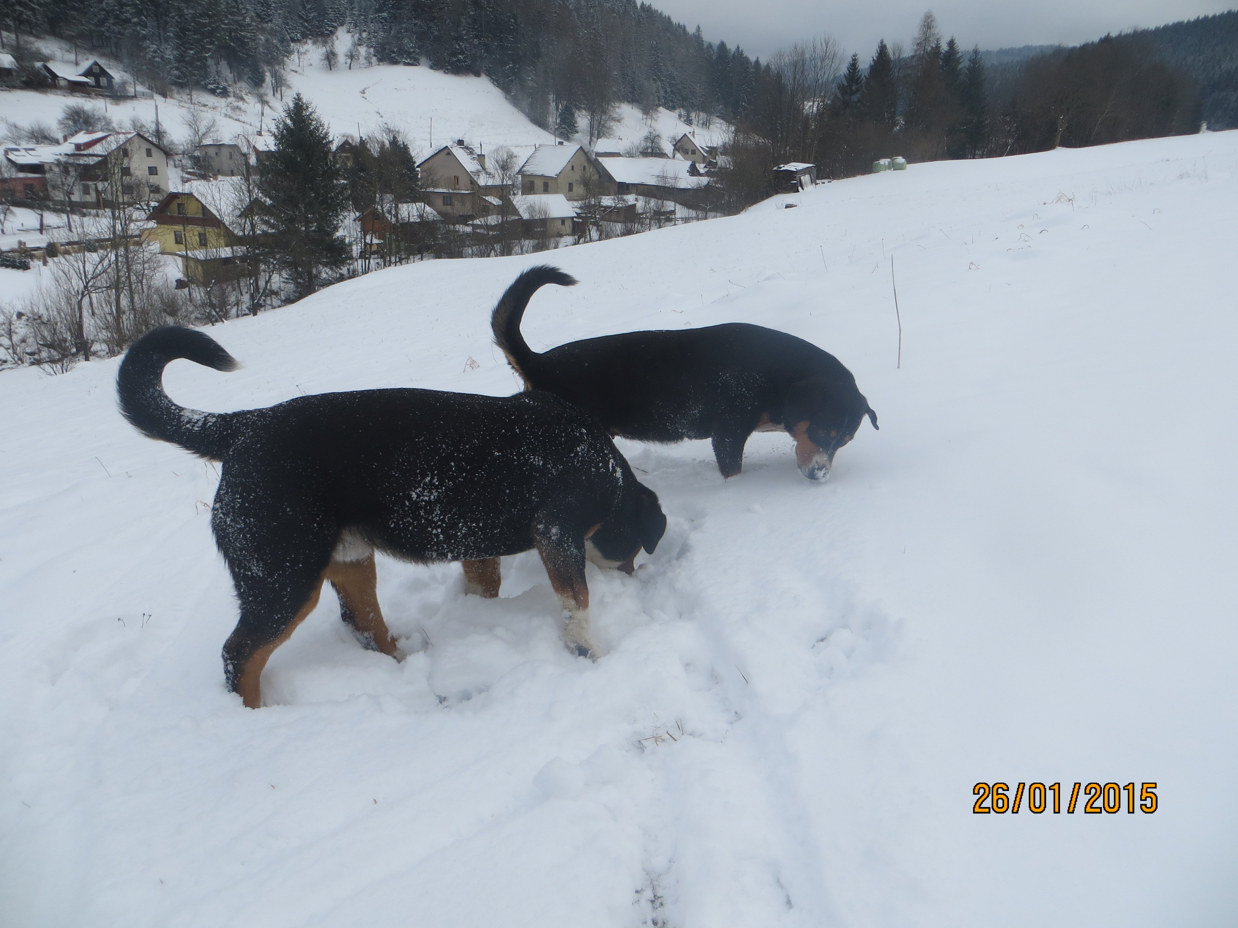 2 26.2.2014 Entlebušský salašnický pes