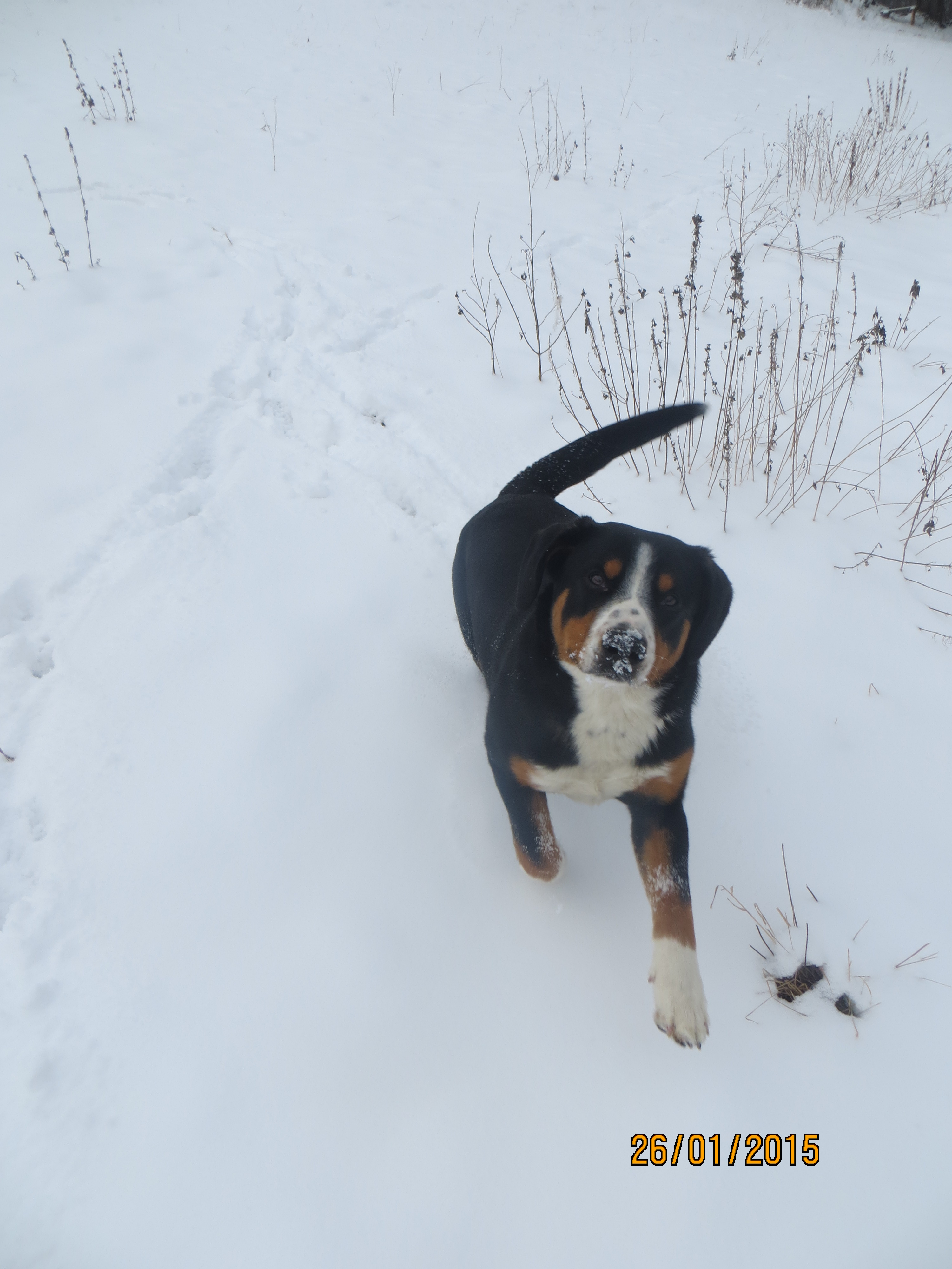 3 26.2.2014 Entlebušský salašnický pes