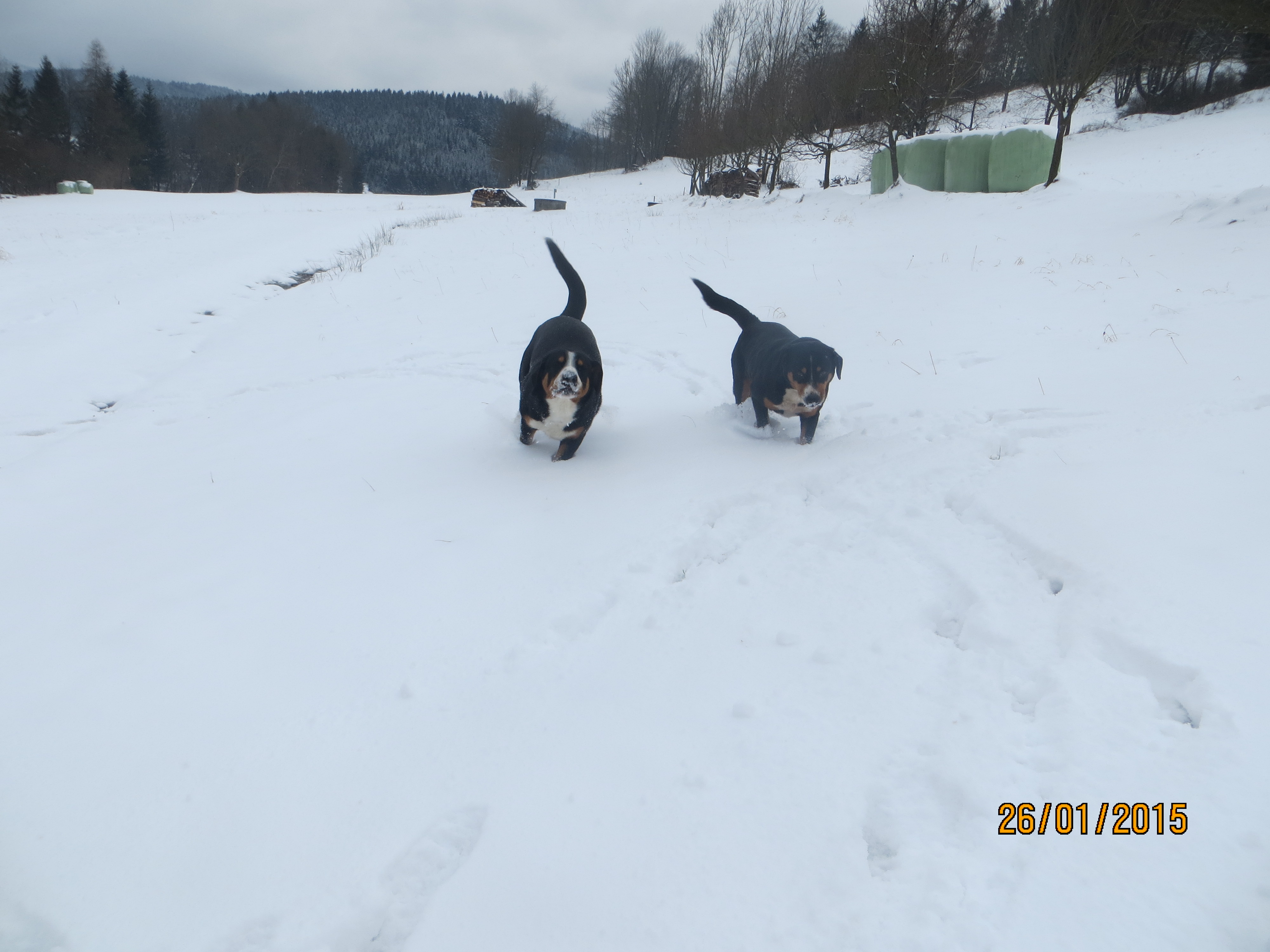 4 26.2.2014 Entlebušský salašnický pes