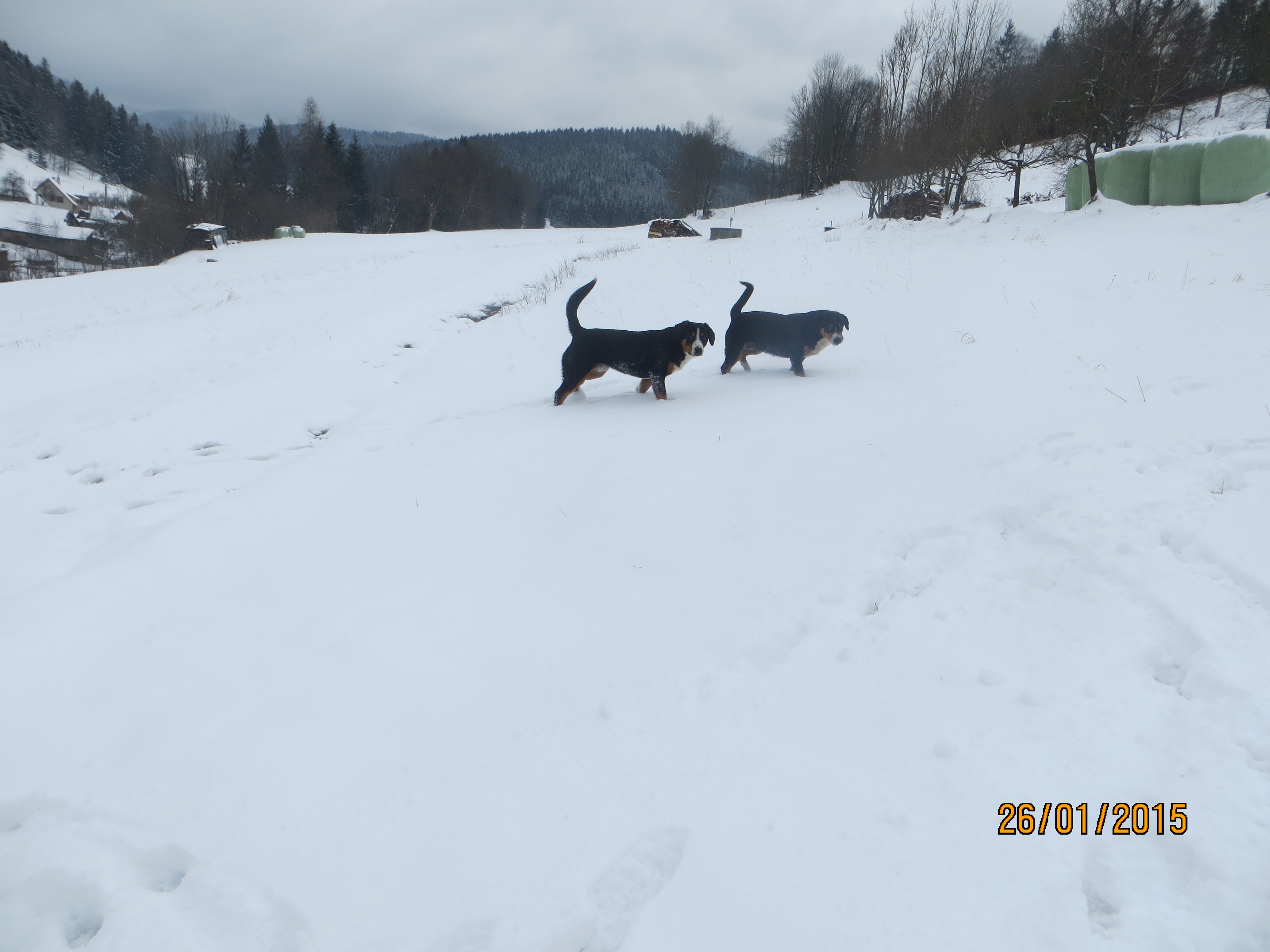 5 26.2.2014 Entlebušský salašnický pes