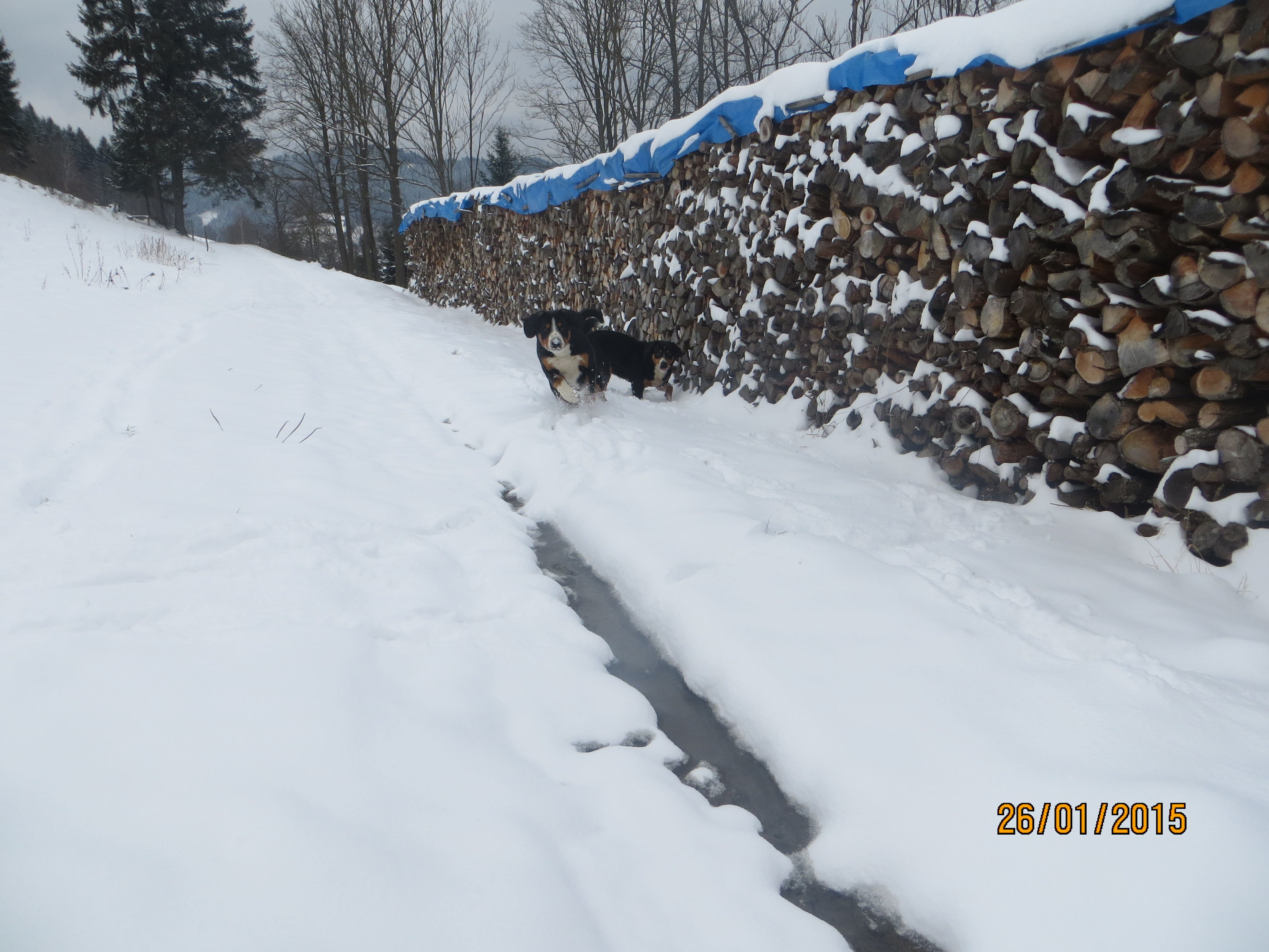 7 26.2.2014 Entlebušský salašnický pes