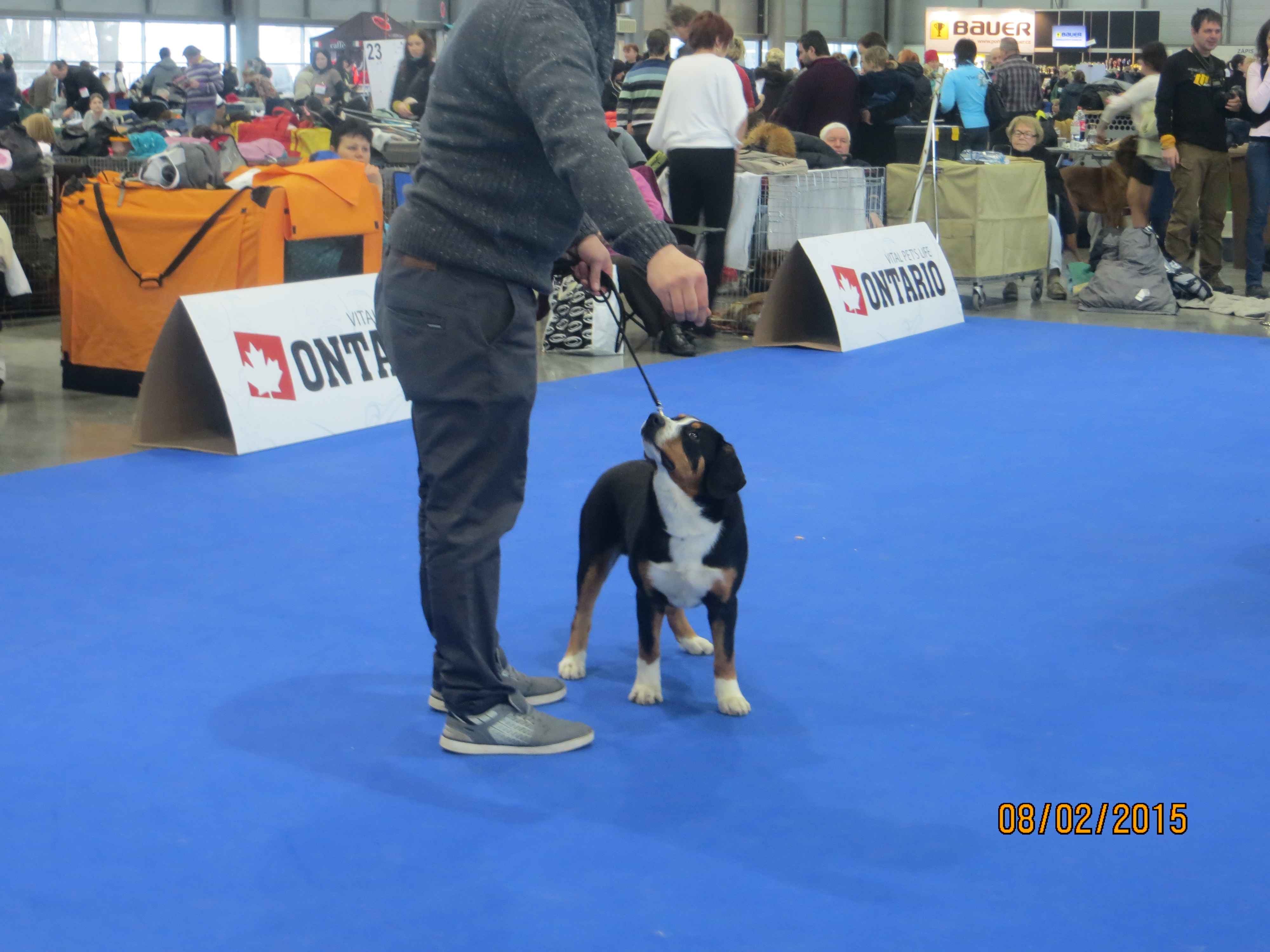 8.2.2014 Entlebušský salašnický pes