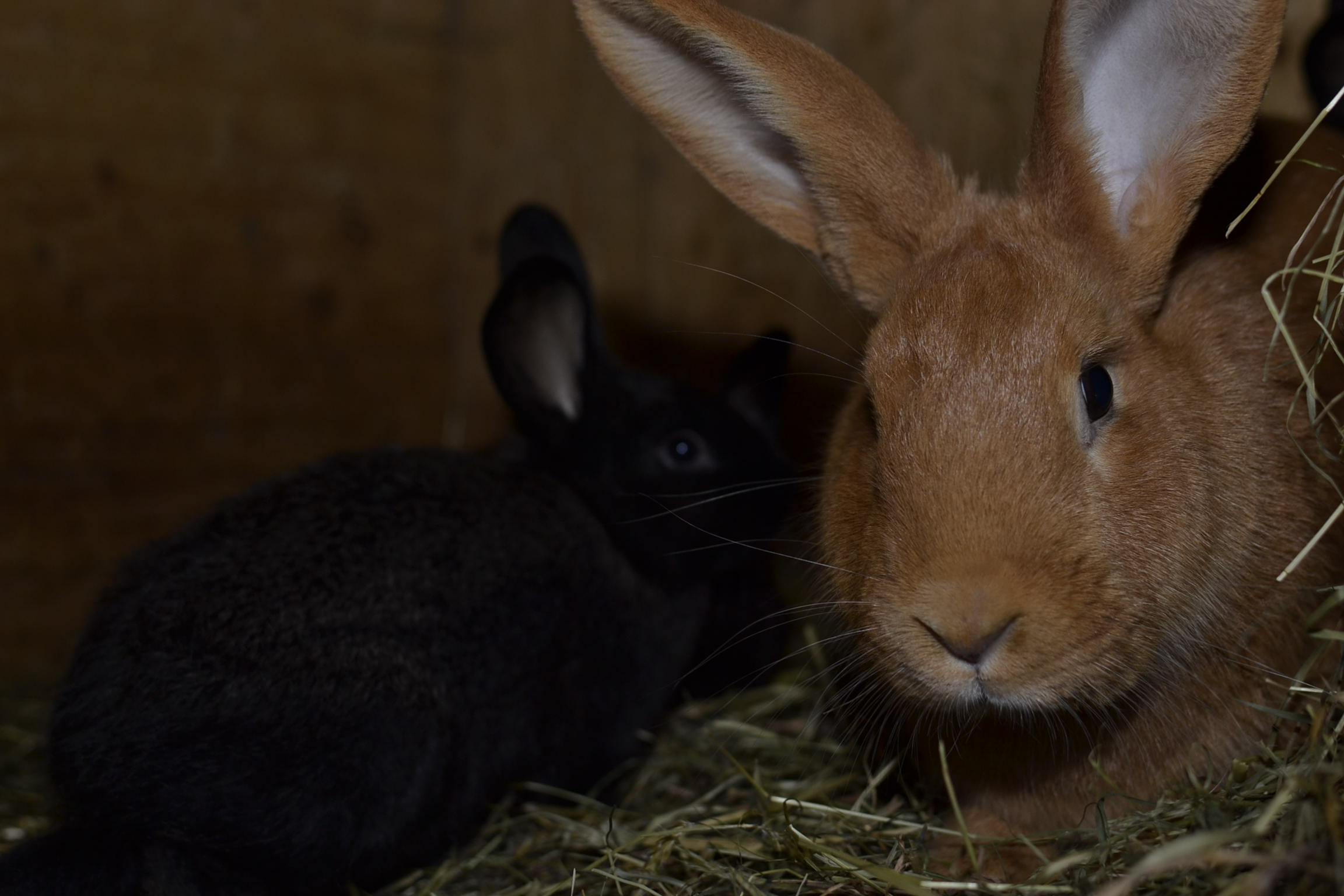 Burbrnský 12.4.2015 Burbrnský 12.4.2015