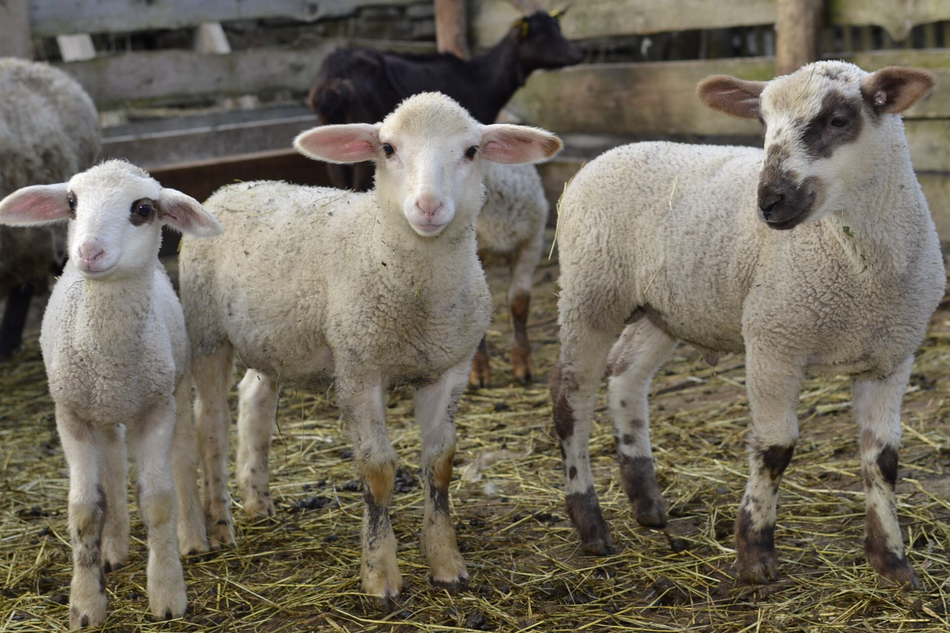 Jehńata 1 2015 Jehńata 1 2015