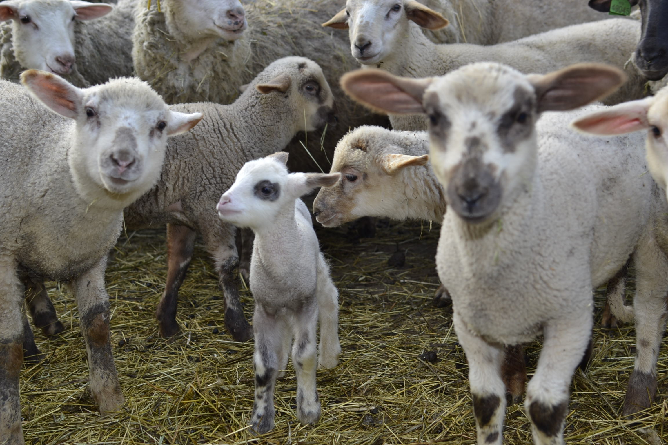 Jehňata 4 2015 Jehňata 4 2015