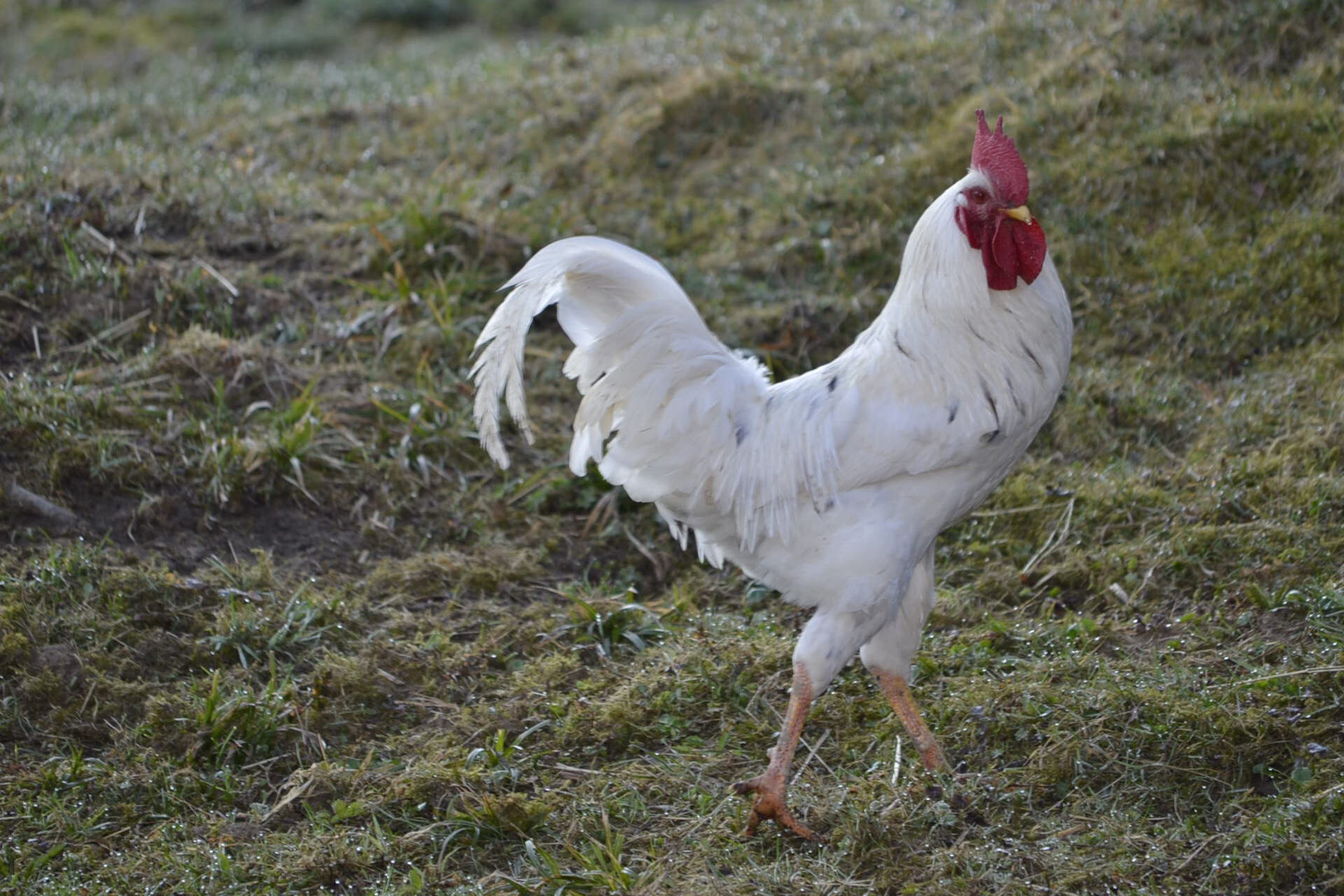 Kohout Miloš Kohout Miloš