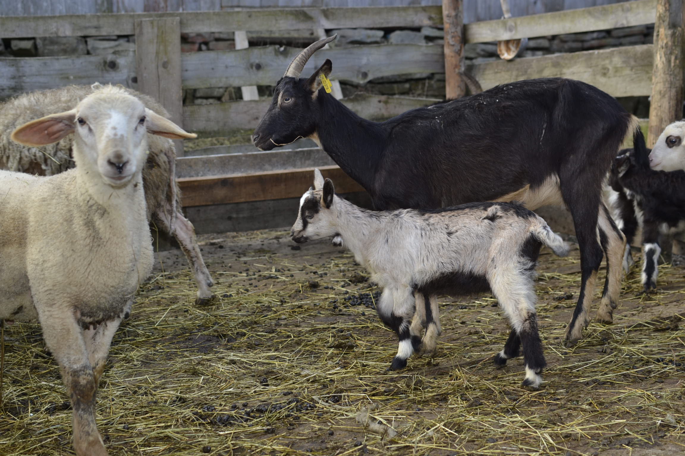 Kozi 1 12.4.2015 Kozi 1 12.4.2015