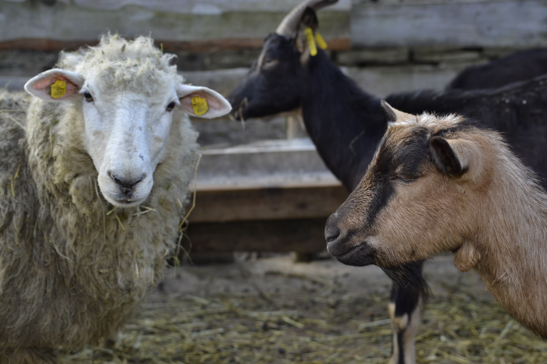 Kozy s Malinků 12.4.2015 Kozy s Malinků 12.4.2015