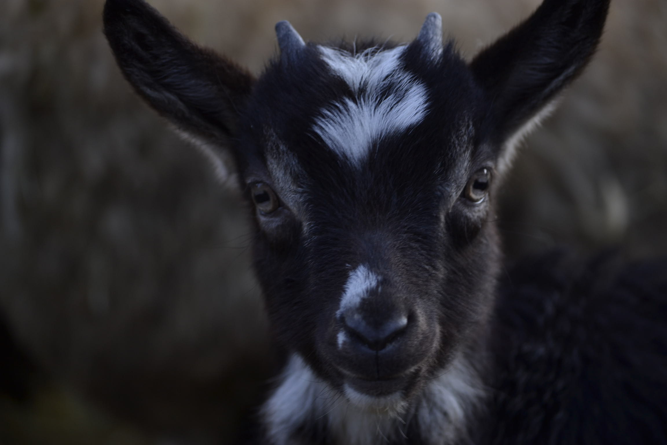 Kozička 2015 Kozička 2015