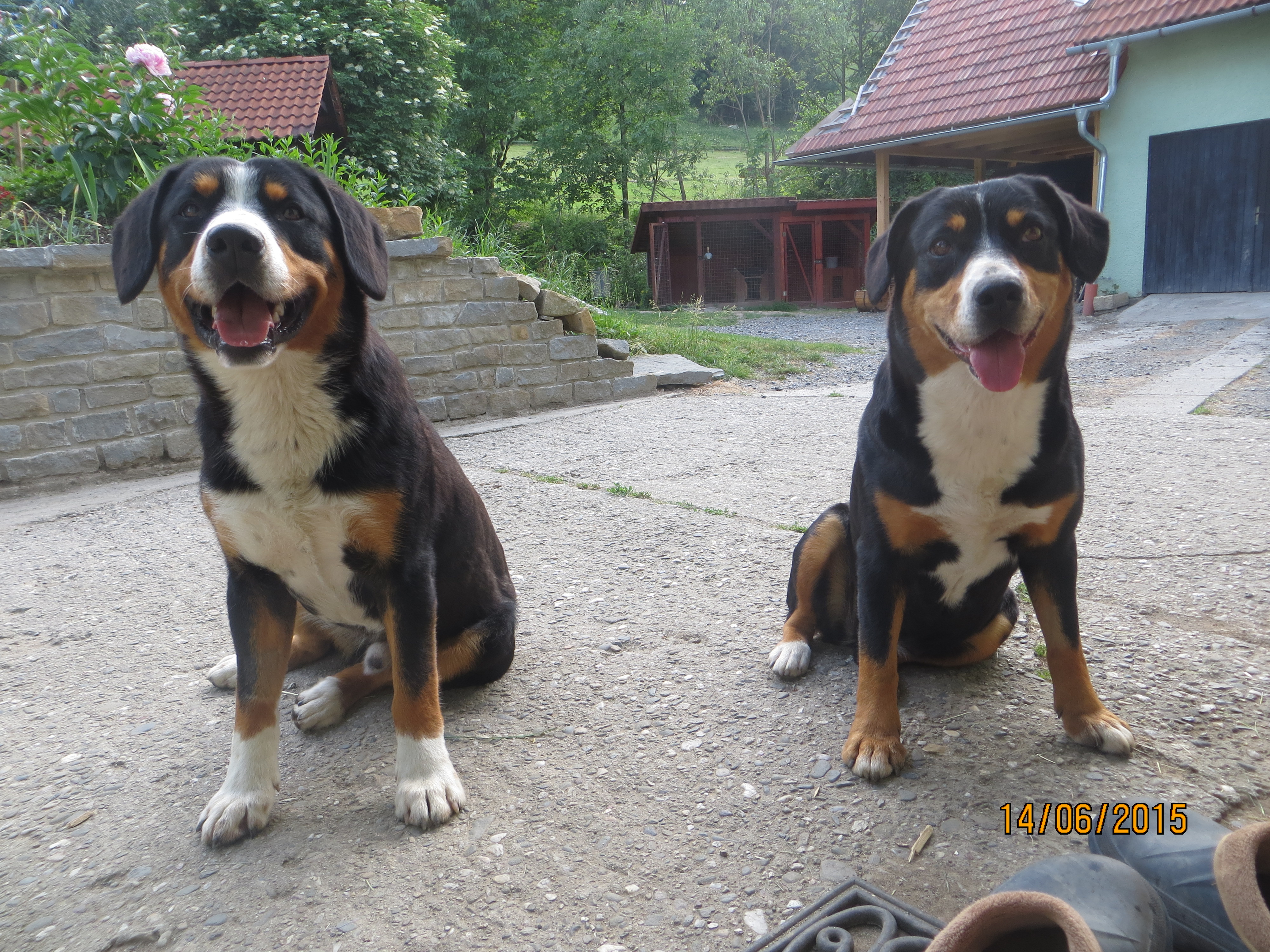 Kyra a Lord 2 14.6.Entlebušský salašnický pes