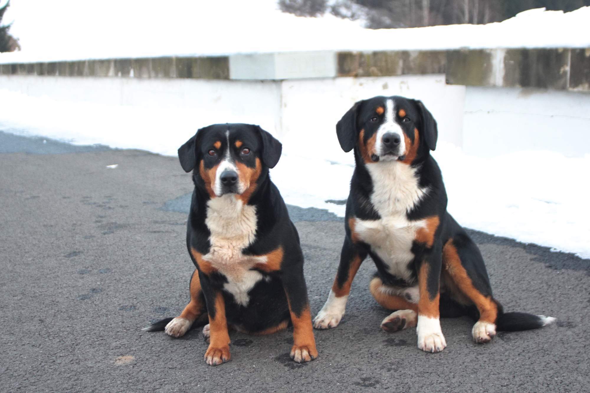 LOrd a Kyra 19.2.2015