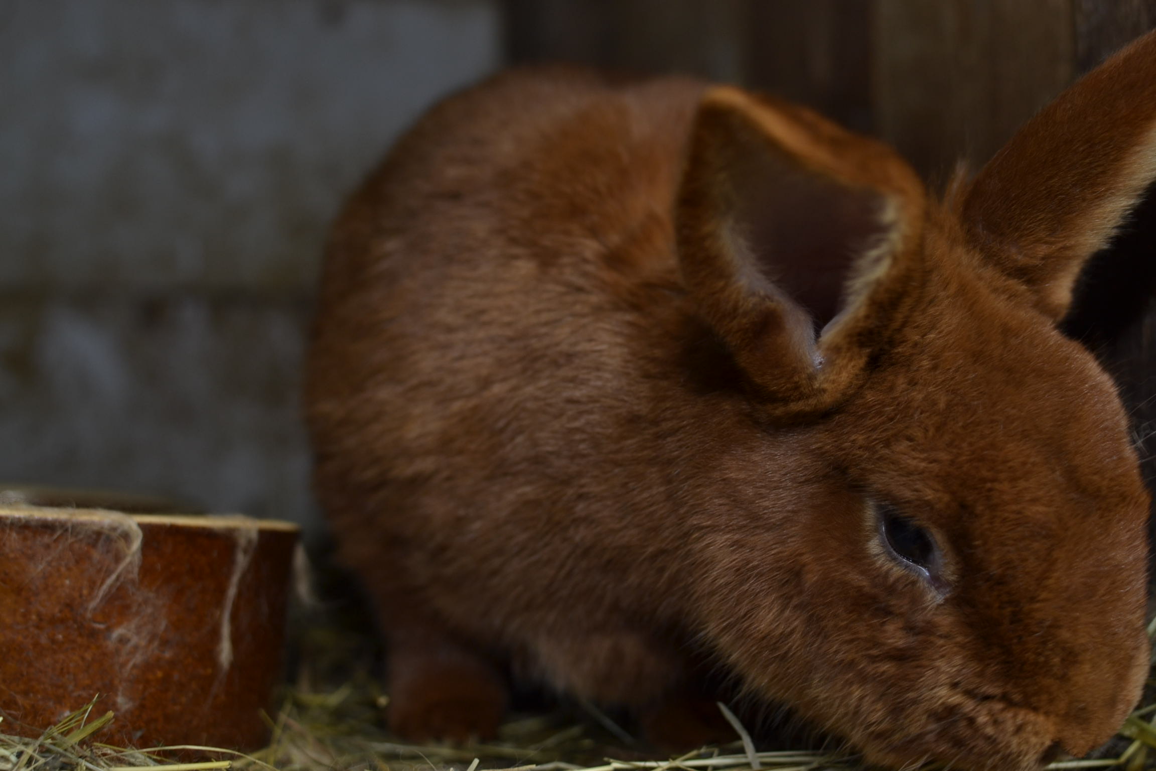 Movozeláňský červený 12.4.2015 Movozeláňský červený 12.4.2015