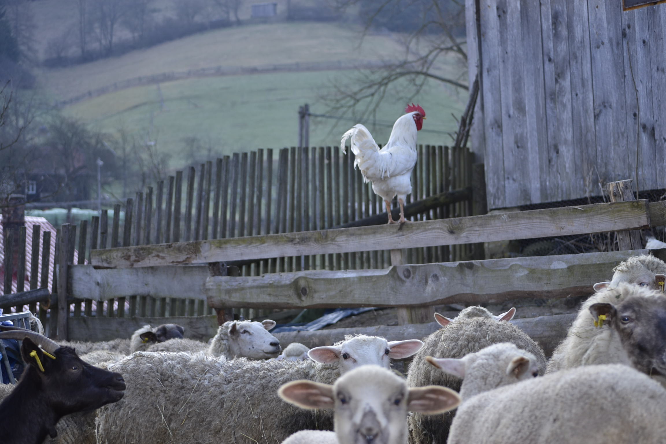 Ovečky 1 12.4.2015 Ovečky 1 12.4.2015