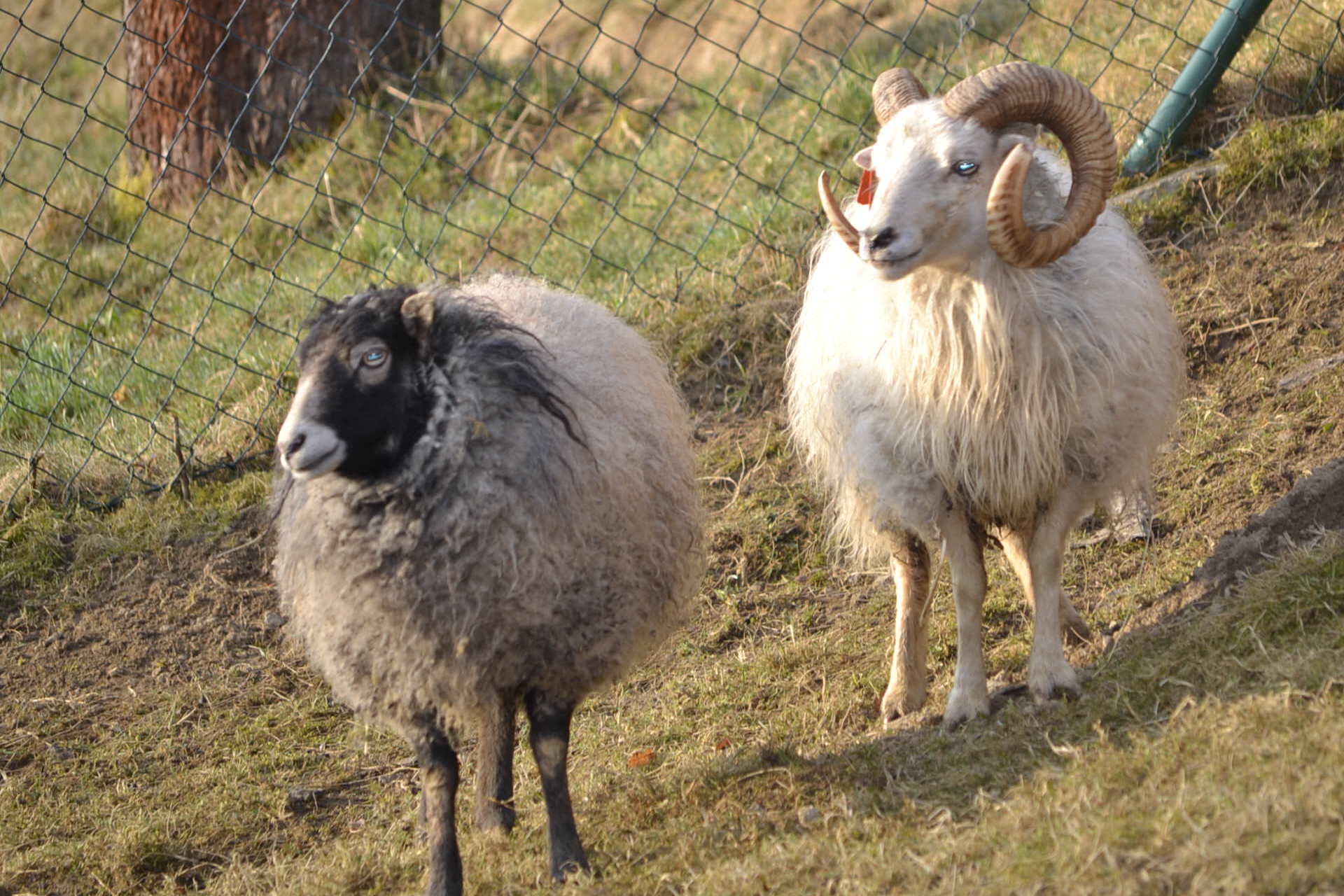 Quessantska ovečky 1 12.4.2015 Quessantska ovečky 1 12.4.2015