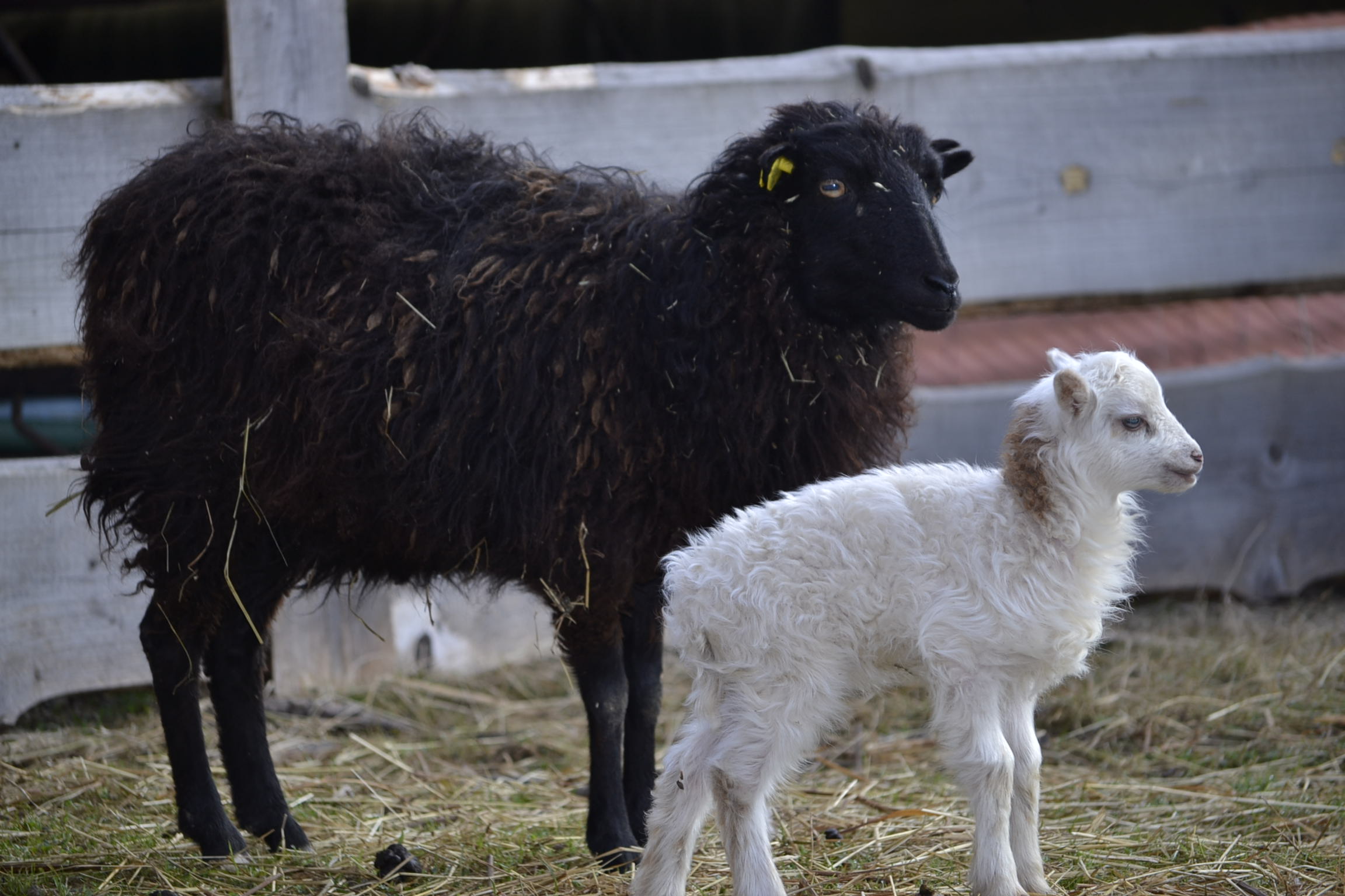 Quessantska ovečky 2 12.4.2015 Quessantska ovečky 2 12.4.2015