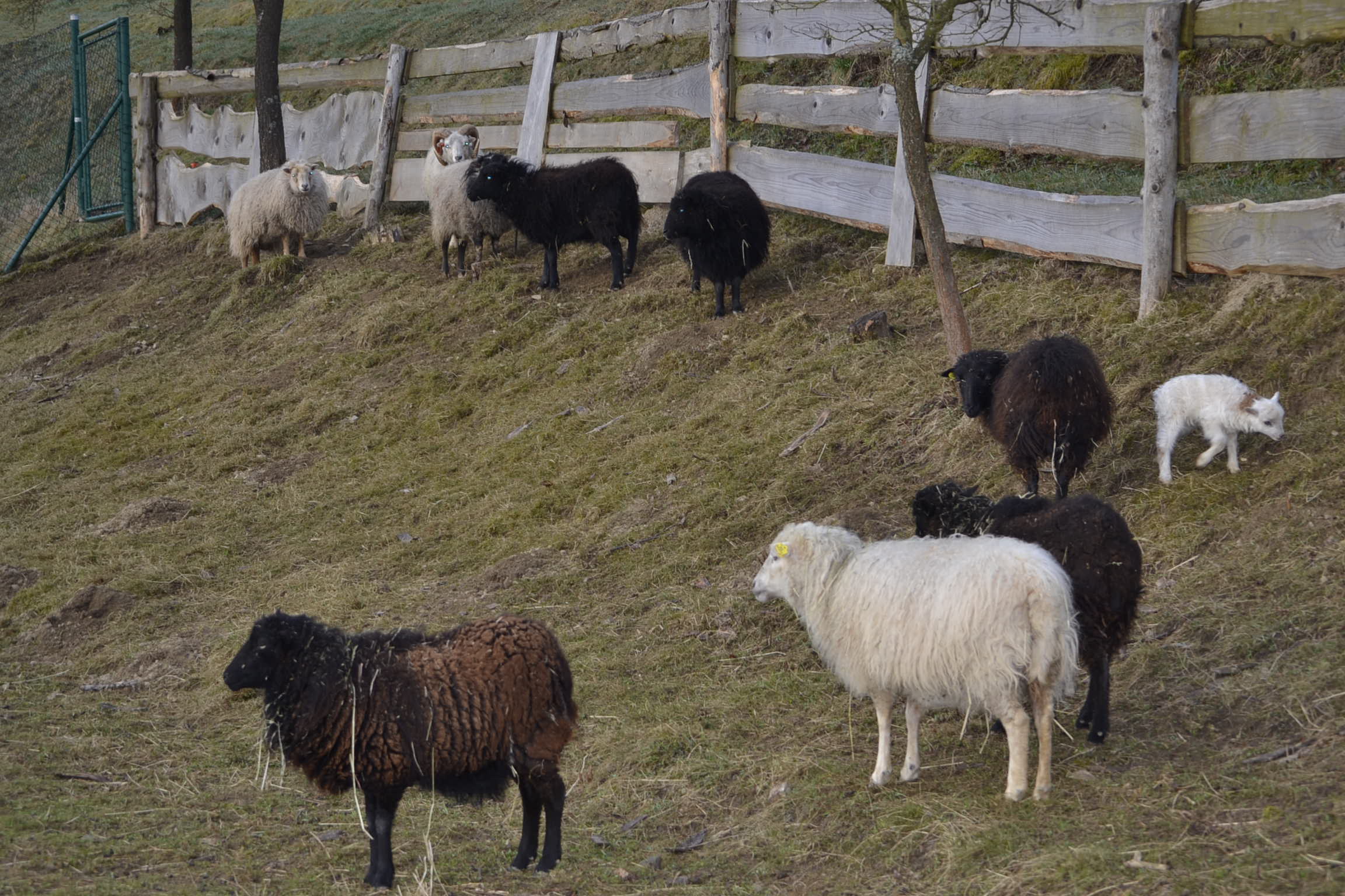 Quessantskaé ovečky Naše stádečko 12.4.2015 Quessantskaé ovečky Naše stádečko 12.4.2015
