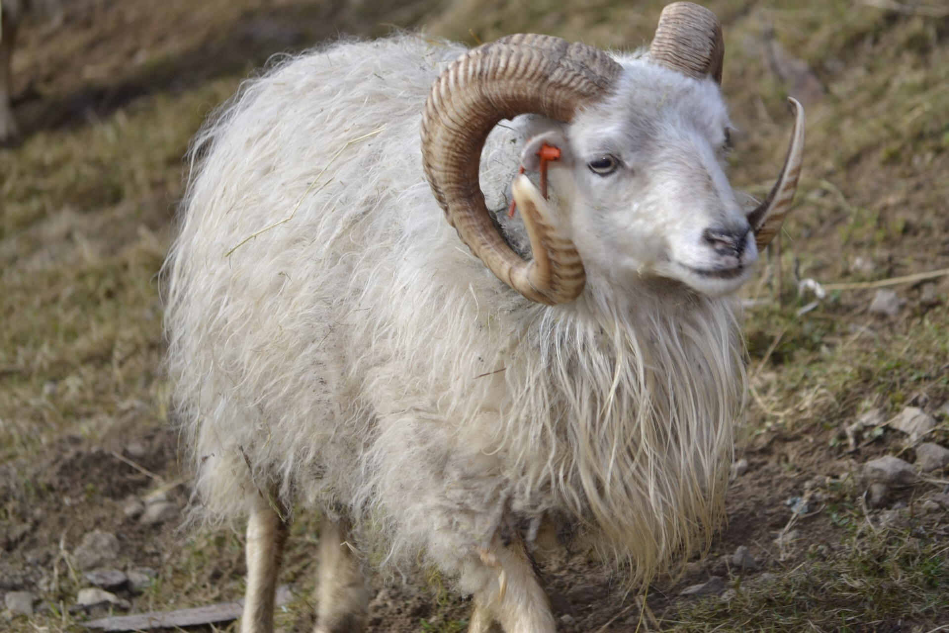 Quessantské ovečky Bohoušek 12.4.2015 Quessantské ovečky Bohoušek 12.4.2015