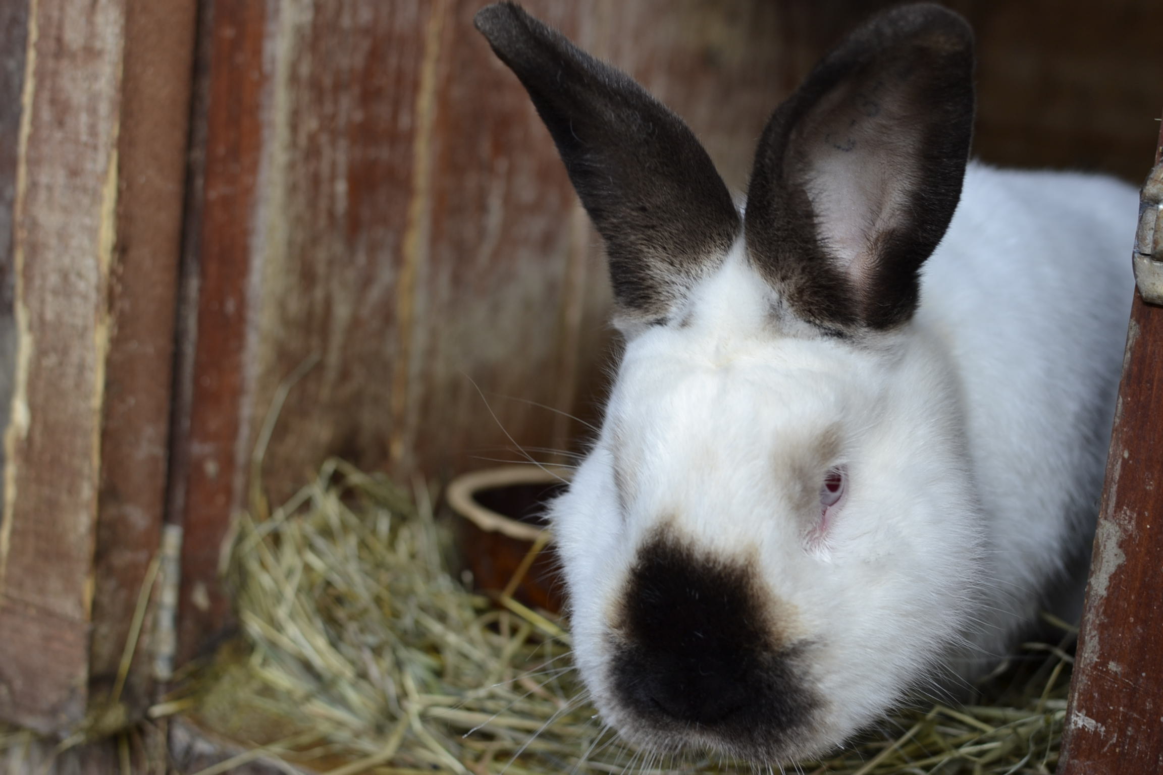 ROCCO II 12.4.2015 ROCCO II 12.4.2015