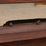 Včelky 1 12.4.2015 Včelky 1 12.4.2015